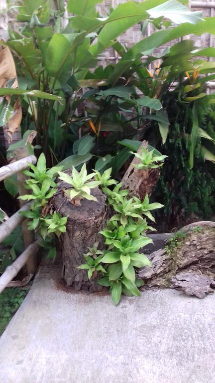 Longchen Homestay Dimāpur Екстериор снимка